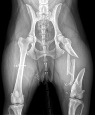 FEMUR PREOP 238.jpg